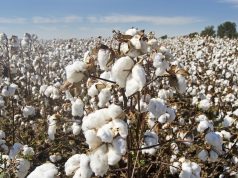 Cotton Farms