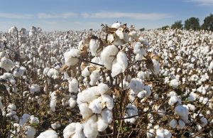 Cotton Farms