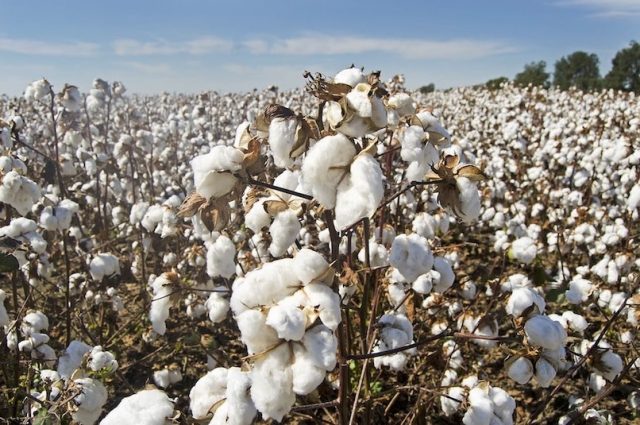 Cotton Farms