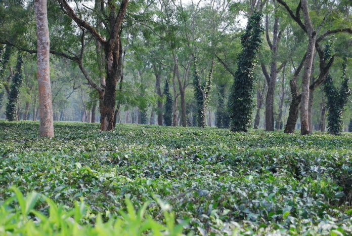 CSR: Priceless Planet Coalition advances its global efforts towards restoration of 100 million trees