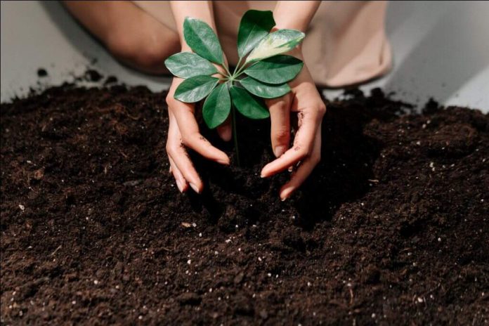 CSR Project for ecological restoration: planting of over 700,000 trees across Maharashtra