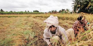 क्या है स्वामीनाथन आयोग और उनकी सिफारिशें, जिससे बदल जाती किसानों की किस्मत