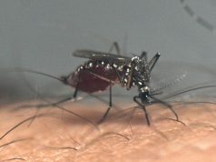 Dengue