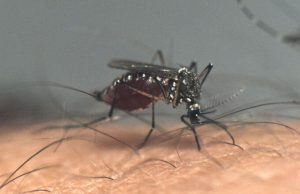 Dengue