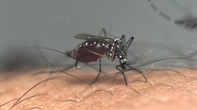 Dengue