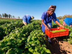 Smallholders harvesting beans