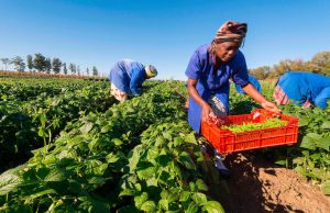 Smallholders harvesting beans