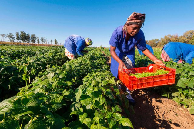 Smallholders harvesting beans