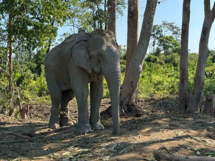 Vantara to welcome 20 rescued elephants from logging industry and two from ISKCON Mayapur