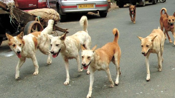 Lalitpur: Dogs Attack Deceased Newborn’s Head at Medical College