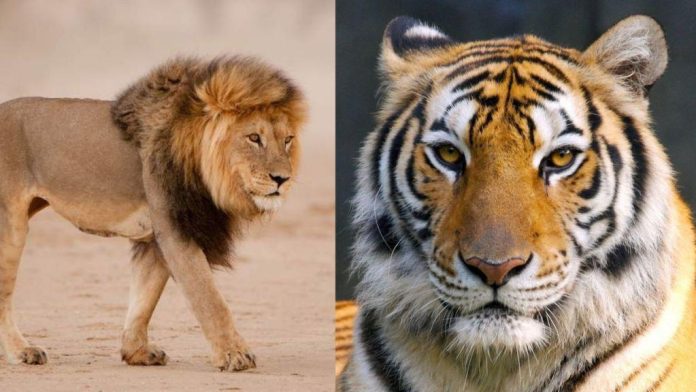 World Wildlife Day 2025: 10 Qualities We Should Learn From Tigers and Lions