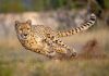 Cheetah