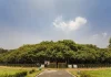 The Great Banyan Tree Kolkata