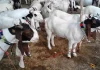 Sambhal government rules for Bakrid
