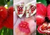 Sindoor Plant Kamila Tree