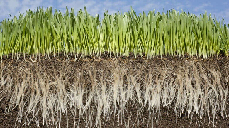 Biostimulants Biostimulants