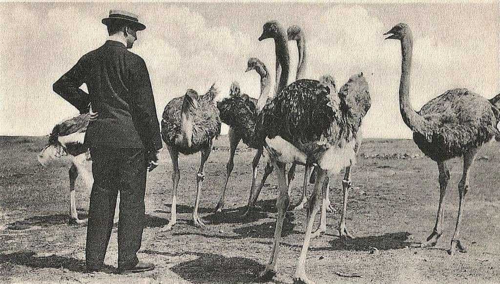 Emu War Emu War