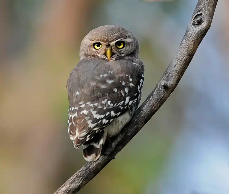 Forest Owlet