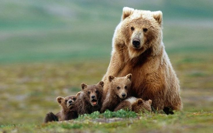 Himalayan Brown Bear
