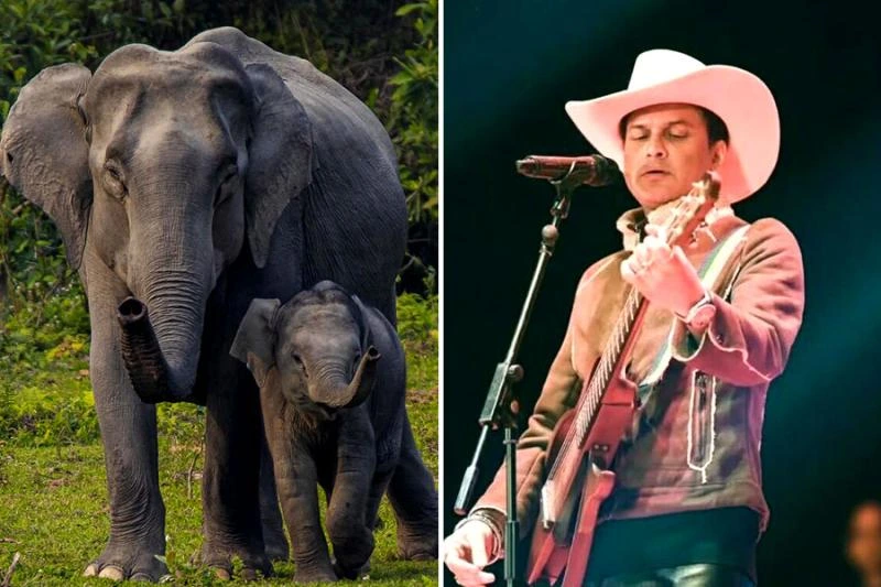Kaziranga National Park Pays Tribute To Zubeen Garg Kaziranga National Park Pays Tribute To Zubeen Garg