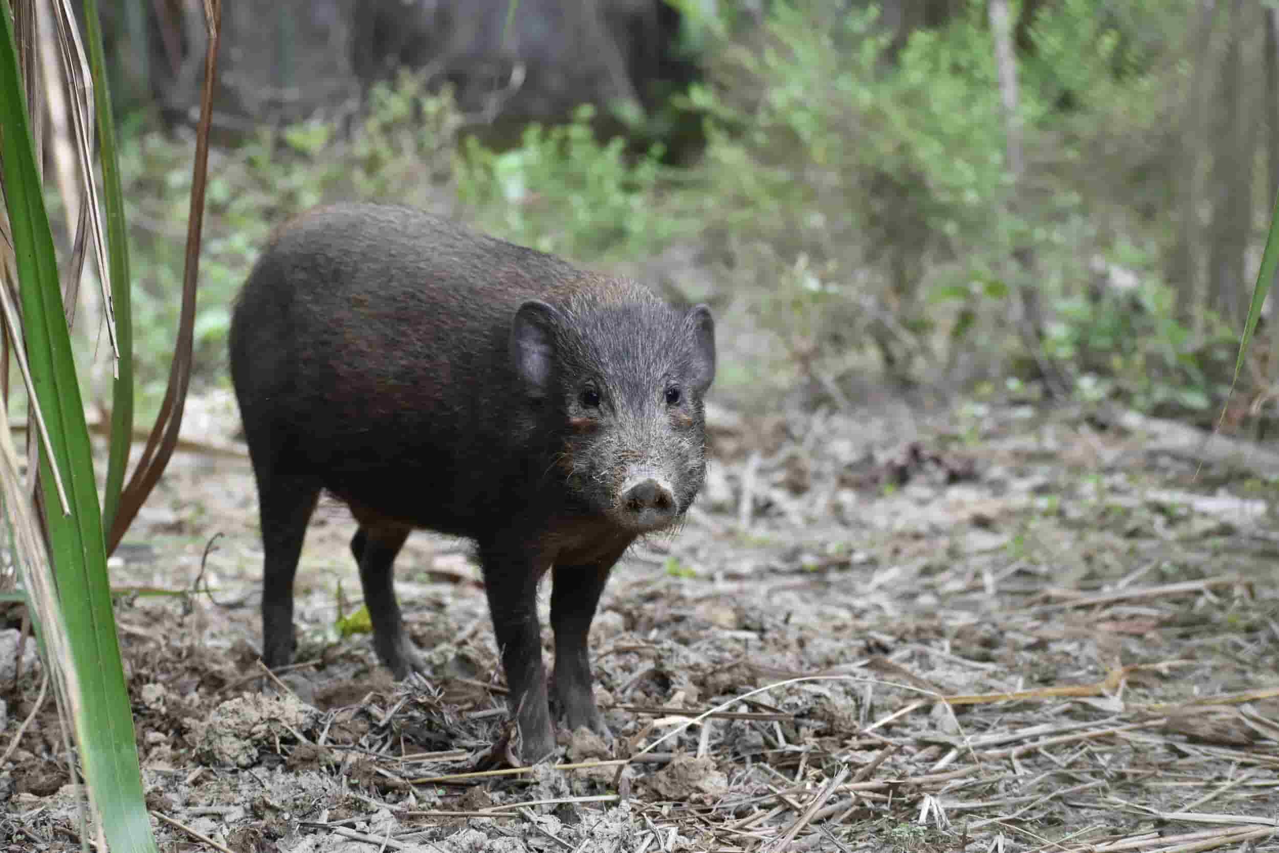 Pygmy Hog