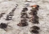 सांभर झील में प्रवासी पक्षियों की रहस्यमयी मौत से मचा हड़कंप, 2019 जैसा खतरा फिर लौट आया