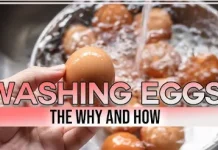 Wash Before You Crack: A Simple Egg Safety Rule