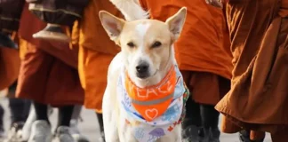 Aloka, The Peace Dog Joins Walk Of Peace With Monks