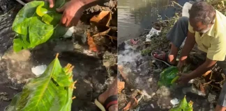 Mumbai Vendor Washing Paan Leaves With Drainage Water