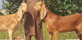 Beetal Goat Farming