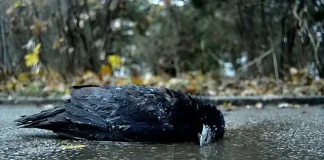 Bird Flu