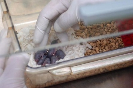 China’s Space-Traveled Mouse Gives Birth to 28 Pups, Advancing Microgravity Research