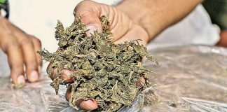 Ganja Seized